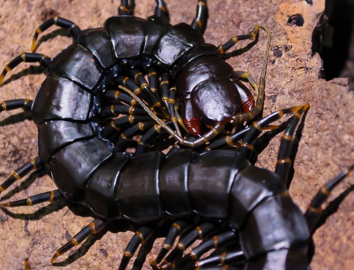 Scolopendra Hainanum "Black" 15-20cm