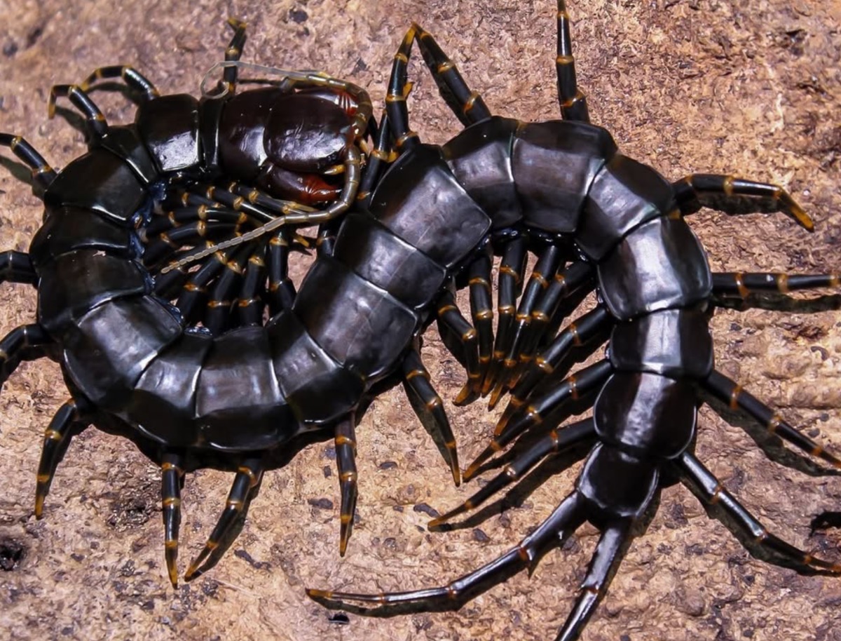 Scolopendra Hainanum "Black" 15-20cm – photo 2