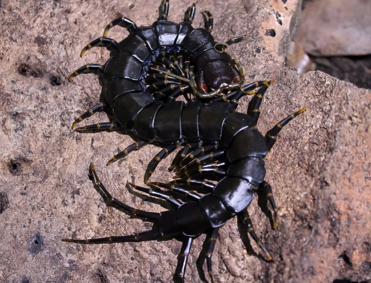 Scolopendra Hainanum "Black" 15-20cm – photo 3