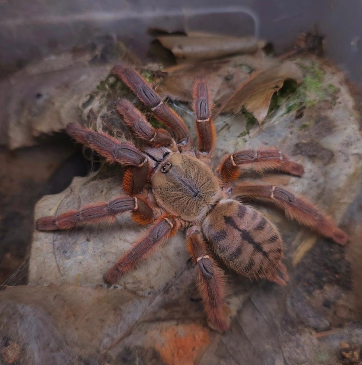 Aspynochilus Rufus [Jawa Flame Tarantula]