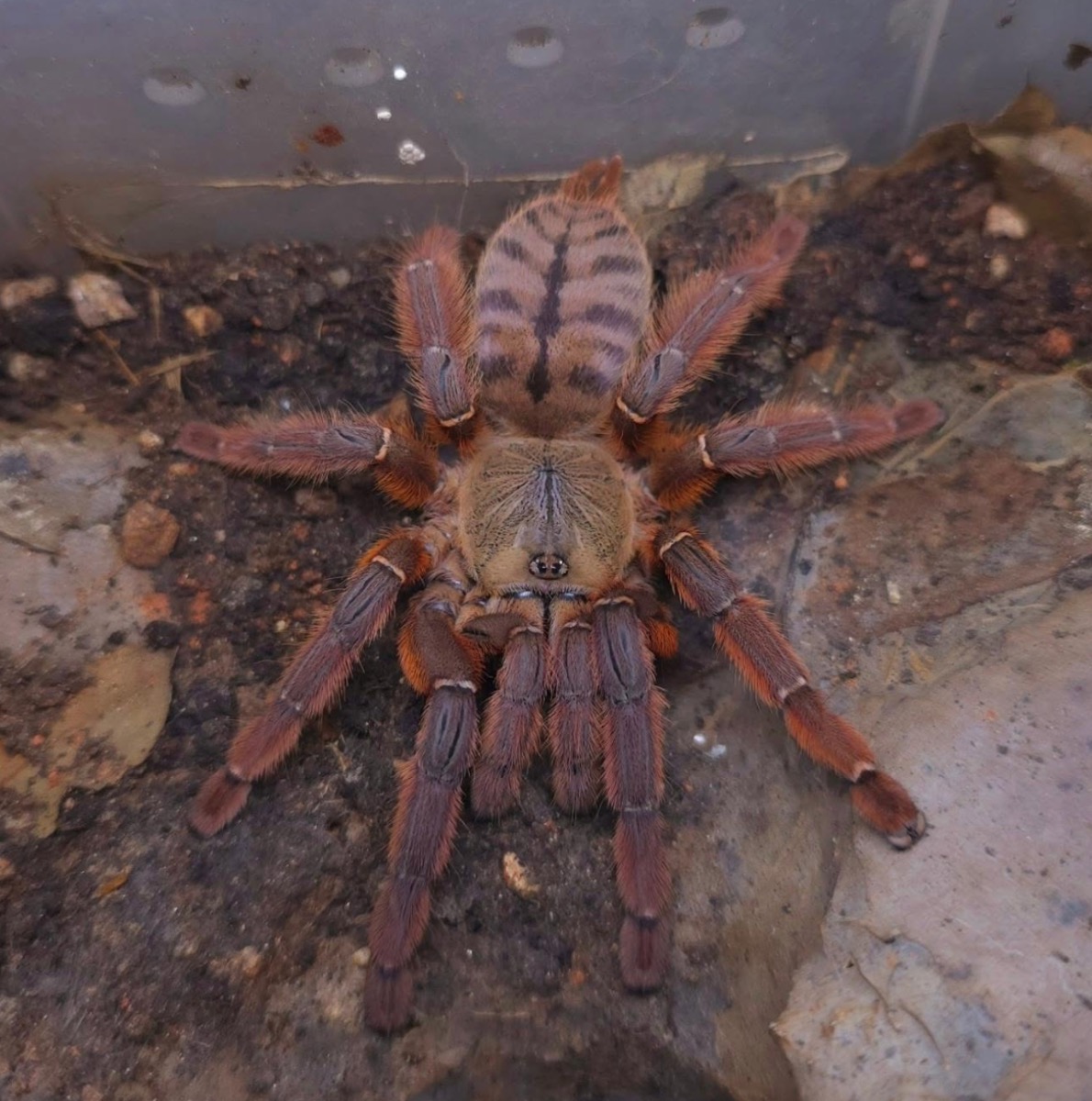 Aspynochilus Rufus [Jawa Flame Tarantula] – photo 2