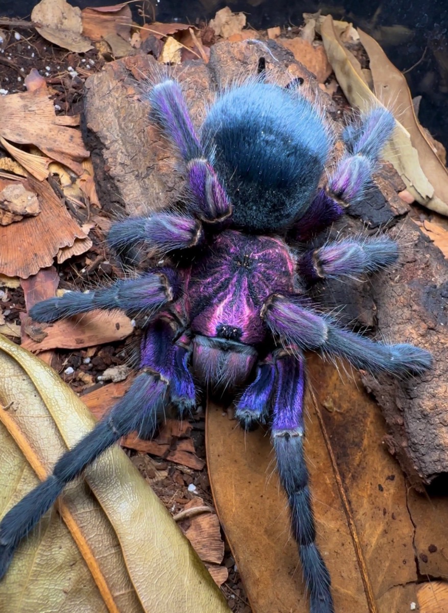 Phormictopus sp Dominican Purple – photo 3