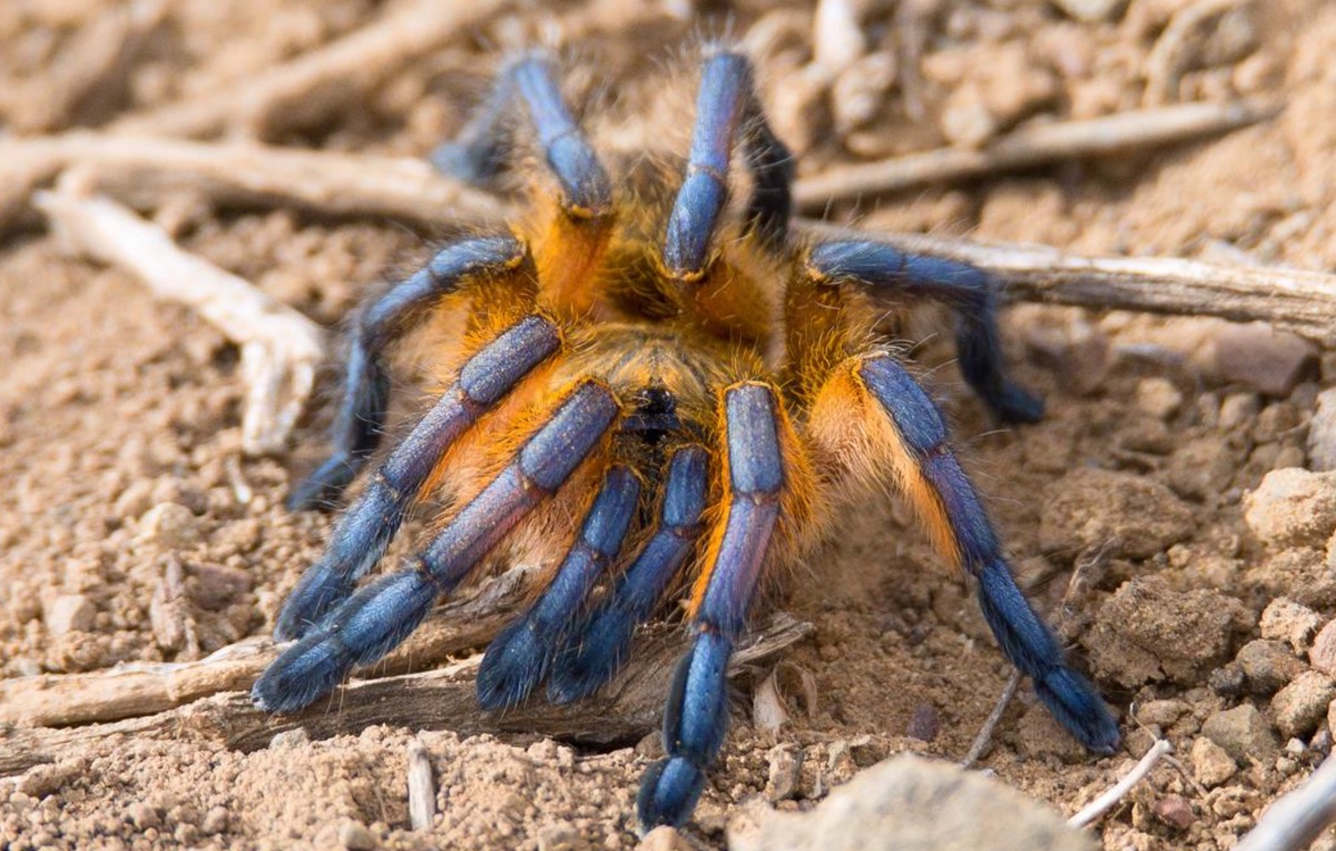 Harpactira pulchripes [Golden Blue Leg baboon]