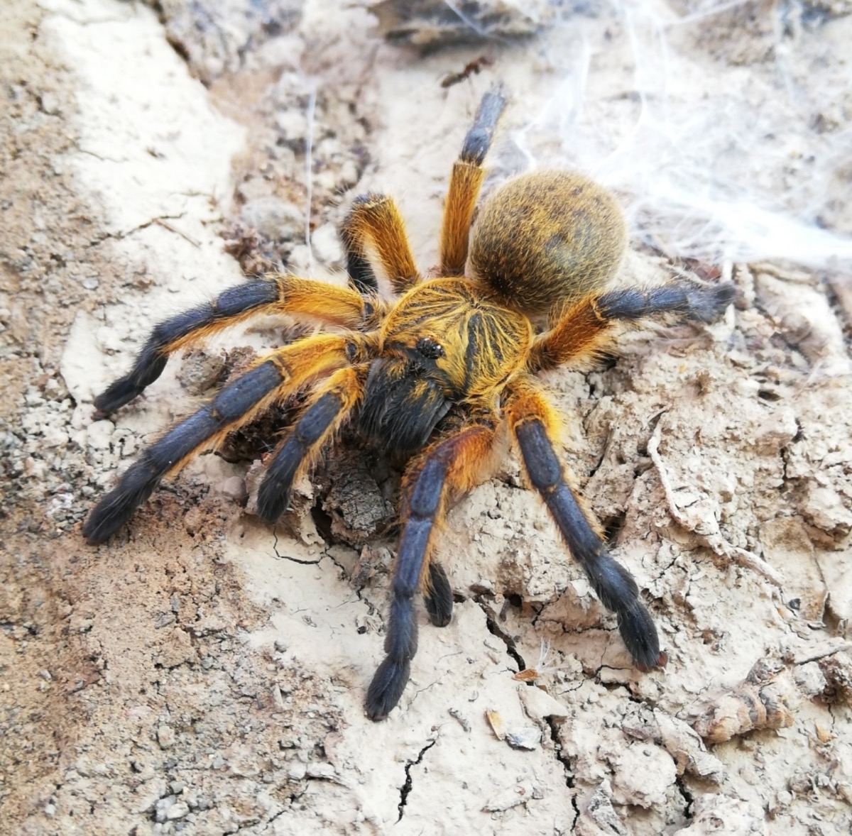 Harpactira pulchripes [Golden Blue Leg baboon] – photo 2