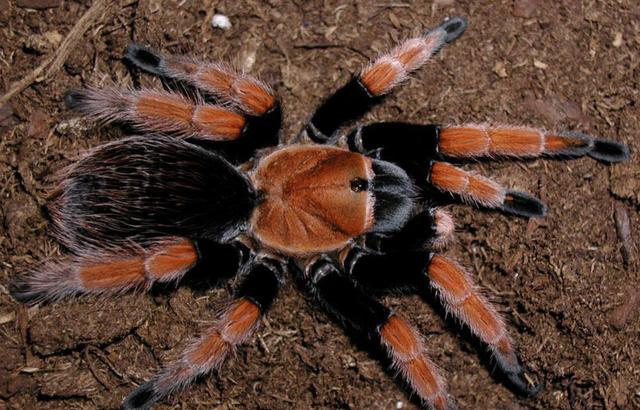 Aphonopelma Bicoloratum [SOLD]