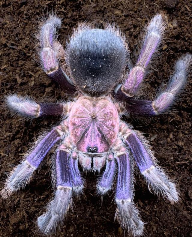 Phormictopus sp Dominican Purple