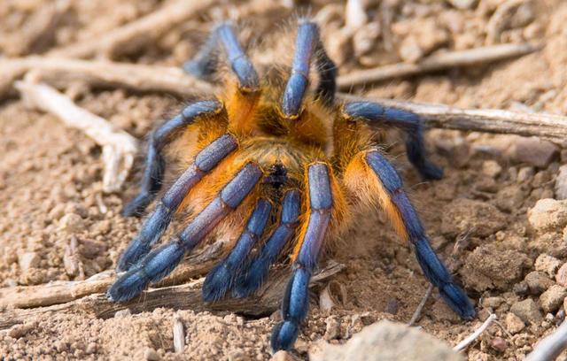 Harpactira pulchripes [Golden Blue Leg baboon]