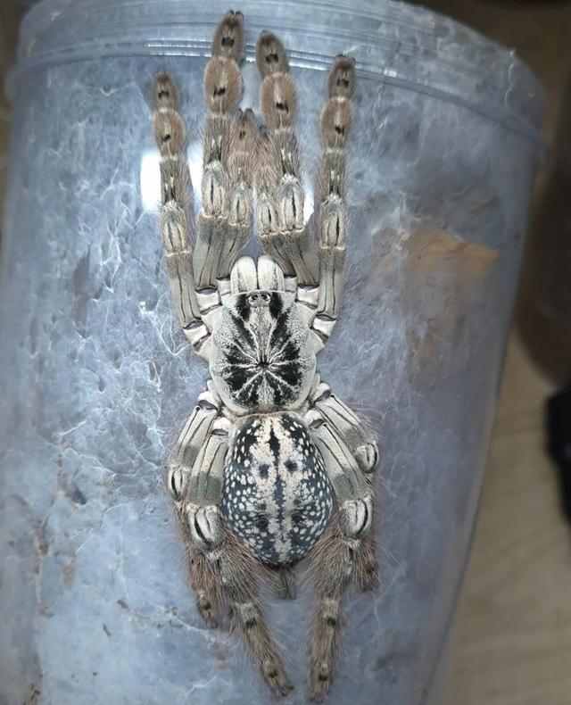 Heteroscodra maculata [Togo Starburst]