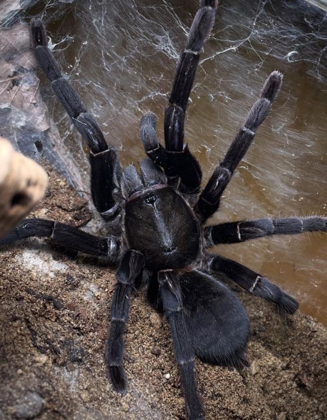 Melopoeus Minax [Big Thai Black Earth Tiger, Defected]